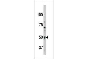 Western blot analysis of anti-Pael-R (GPR37) Pab (ABIN390379 and ABIN2840781) in mouse brain tissue lysate. (GPR37 antibody  (N-Term))