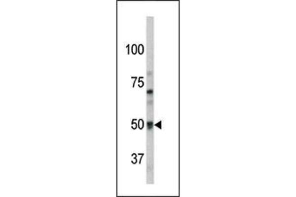 GPR37 anticorps  (N-Term)