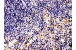 IHC testing of FFPE mouse spleen tissue with MMP11 antibody at 1ug/ml. (MMP11 antibody  (AA 104-135))