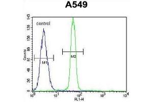 CREB1 Antibody (Center) flow cytometric analysis of A549 cells (right histogram) compared to a negative control cell (left histogram). (CREB1 antibody  (Middle Region))