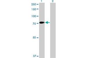 Western Blot analysis of F11 expression in transfected 293T cell line by F11 MaxPab polyclonal antibody.