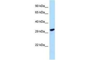 Image no. 1 for anti-Lactate Dehydrogenase A-Like 6A (LDHAL6A) (AA 185-234) antibody (ABIN6748016) (LDHAL6A antibody  (AA 185-234))