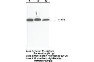 Image no. 1 for anti-N-Acyl Phosphatidylethanolamine phospholipase D (NAPEPLD) antibody (ABIN2451564)