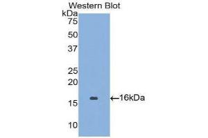 Western Blotting (WB) image for anti-Angiopoietin 2 (ANGPT2) (AA 1-123) antibody (ABIN3209765) (Angiopoietin 2 antibody  (AA 1-123))