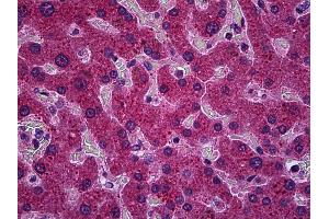 Anti-PPM1A antibody IHC of human liver. (PPM1A antibody  (AA 1-383))