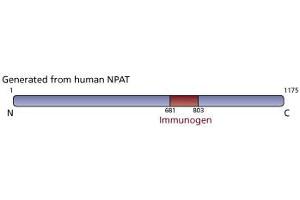 Image no. 3 for anti-Nuclear Protein, Ataxia-Telangiectasia Locus (NPAT) (AA 681-803) antibody (ABIN968484) (NPAT antibody  (AA 681-803))