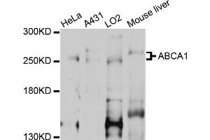 Western blot analysis of extracts of various cell lines, using ABCA1 antibody (ABIN2559750) at 1:1000 dilution. (ABCA1 antibody)