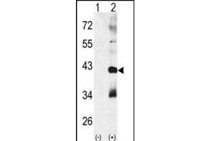 Western blot analysis of CTDSP1 (arrow) using rabbit polyclonal p38 beta Antibody (Center) (ABIN391731 and ABIN2837973). (MAPK11 antibody  (AA 133-161))