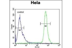 HS3ST2 Antibody (C-term) (ABIN653466 and ABIN2842892) flow cytometric analysis of Hela cells (right histogram) compared to a negative control cell (left histogram). (HS3ST2 antibody  (C-Term))