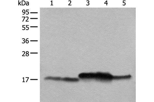 NDUFB11 antibody