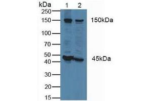 Figure. (FLII antibody  (AA 896-1176))