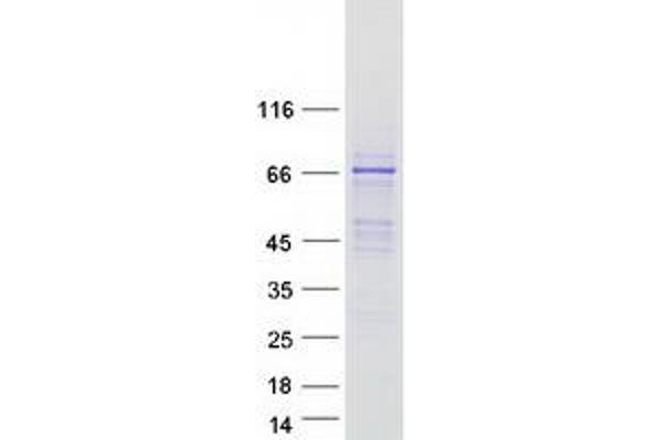 FAM83D Protein (Myc-DYKDDDDK Tag)