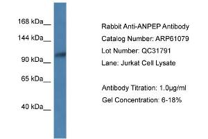 Western Blotting (WB) image for anti-Alanyl (Membrane) Aminopeptidase (ANPEP) (N-Term) antibody (ABIN786326) (CD13 antibody  (N-Term))