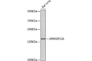 Western blot analysis of extracts of Rat lung, using L antibody (ABIN7269967) at 1:1000 dilution. (ARHGEF10L antibody  (AA 1120-1230))