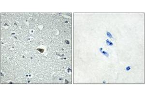 Immunohistochemistry analysis of paraffin-embedded human brain tissue, using BAI1 Antibody.