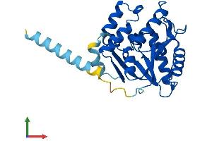 Protein Structure (PS) image for Phosphatidylinositol Glycan L (PIGL) (AA 1-252) protein (His tag) (ABIN7557551)
