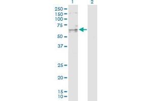 Western Blot analysis of SENP3 expression in transfected 293T cell line by SENP3 MaxPab polyclonal antibody. (SENP3 antibody  (AA 1-574))