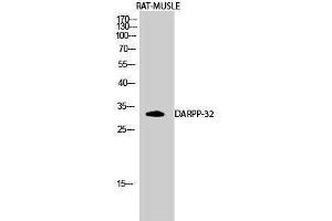 Western Blotting (WB) image for anti-Protein Phosphatase 1, Regulatory (Inhibitor) Subunit 1B (PPP1R1B) (Tyr785) antibody (ABIN6280216)