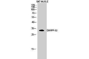 Western Blotting (WB) image for anti-Protein Phosphatase 1, Regulatory (Inhibitor) Subunit 1B (PPP1R1B) (Tyr785) antibody (ABIN3180011) (DARPP32 antibody  (Tyr785))
