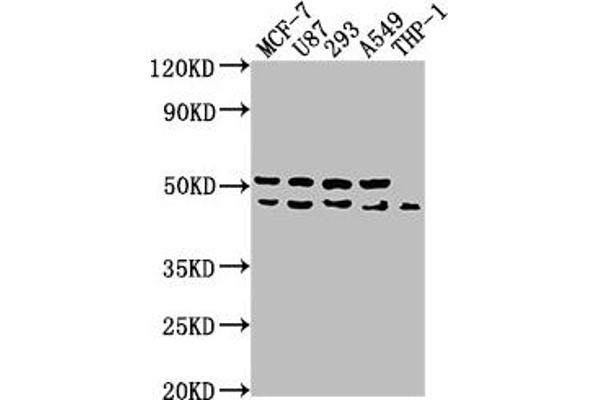 WDR73 antibody  (AA 163-366)