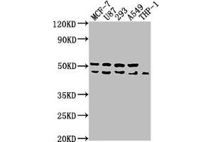 Western Blot Positive WB detected in: MCF-7 whole cell lysate, U87 whole cell lysate, 293 whole cell lysate, A549 whole cell lysate, THP-1 whole cell lysate All lanes: WDR73 antibody at 1:1000 Secondary Goat polyclonal to rabbit IgG at 1/50000 dilution Predicted band size: 42 kDa Observed band size: 42 kDa (WDR73 antibody  (AA 163-366))