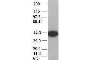 EpCAM antibody (2H9) at 1:500 dilution + MCF7 cell lysate (EpCAM antibody  (AA 24-265))