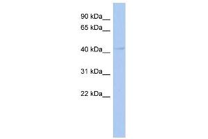 WB Suggested Anti-PSMD11 Antibody Titration:  0.