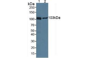 Figure. (NPEPPS antibody  (AA 584-793))