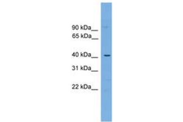 WBP4 antibody  (N-Term)