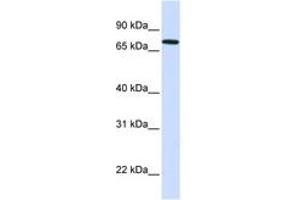 Image no. 1 for anti-SET Domain, Bifurcated 2 (SETDB2) (AA 71-120) antibody (ABIN6743503) (SETDB2 antibody  (AA 71-120))