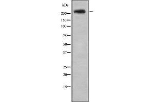 Western blot analysis SPTBN1 using HeLa whole cell lysates (SPTBN1 antibody  (N-Term))
