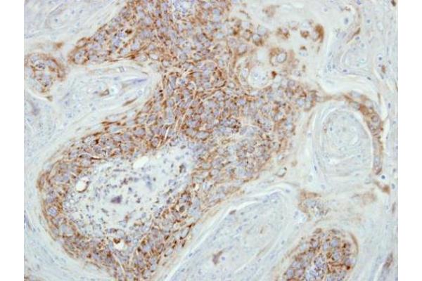 COX7B2 antibody