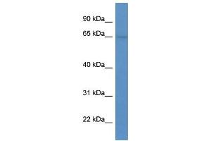 Western Blot showing SYTL1 antibody used at a concentration of 1-2 ug/ml to detect its target protein. (SYTL1 antibody  (N-Term))