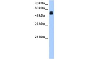 Western Blotting (WB) image for anti-Cysteine-Rich Secretory Protein LCCL Domain Containing 2 (CRISPLD2) antibody (ABIN2463311) (CRISPLD2 antibody)