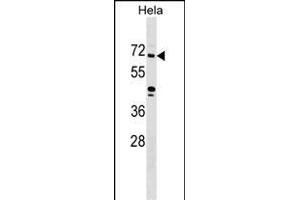 ZNF280B Antibody (N-term) (ABIN1539494 and ABIN2849389) western blot analysis in Hela cell line lysates (35 μg/lane). (ZNF280B antibody  (N-Term))