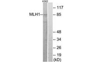 Western blot analysis of extracts from K562 cells, using MLH1 Antibody. (MLH1 antibody  (AA 441-490))