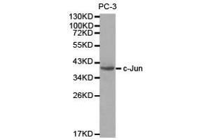 Western Blotting (WB) image for anti-Jun Proto-Oncogene (JUN) antibody (ABIN1873344) (C-JUN antibody)