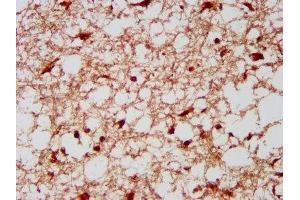 IHC image of ABIN7157716 diluted at 1:300 and staining in paraffin-embedded human brain tissue performed on a Leica BondTM system. (KLF13 antibody  (AA 26-147))