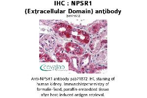 Image no. 1 for anti-Neuropeptide S Receptor 1 (NPSR1) (2nd Extracellular Domain) antibody (ABIN1737479) (NPSR1 antibody  (2nd Extracellular Domain))