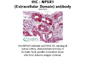 Image no. 1 for anti-Neuropeptide S Receptor 1 (NPSR1) (2nd Extracellular Domain) antibody (ABIN1737479) (NPSR1 antibody  (2nd Extracellular Domain))