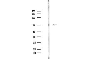 Western blot analysis of lysates from Rat brain, using Phospho-CXCR4 (Ser324/Ser325) Antibody at 1/1000 dilution.