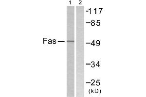 Western blot analysis of extracts from LOVO cells, using Fas antibody. (FAS antibody  (C-Term))
