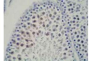 Immunohistochemical satining of rat testis tissue with DDX39 monoclonal antibody, clone 2E4 . (DDX39 antibody  (N-Term))