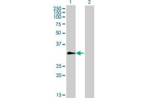 Western Blot analysis of TCEAL4 expression in transfected 293T cell line by TCEAL4 MaxPab polyclonal antibody. (TCEAL4 antibody  (AA 1-215))