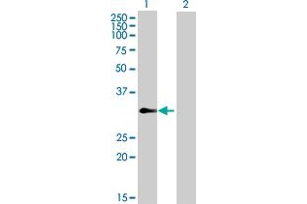 TCEAL4 antibody  (AA 1-215)