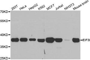 Western blot analysis of extracts of various cell lines, using EIF3I antibody. (EIF3I antibody)