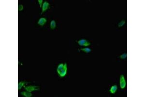 Immunofluorescent analysis of Hela cells using ABIN7158724 at dilution of 1:100 and Alexa Fluor 488-congugated AffiniPure Goat Anti-Rabbit IgG(H+L) (LSD1 antibody  (AA 100-150))