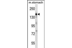 EGF Antibody (Center)  western blot analysis in mouse stomach tissue lysates (35 μg/lane). (EGF antibody  (Center))