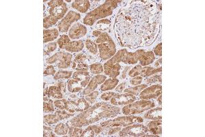 Immunohistochemical analysis of B on paraffin-embedded Human kidney tissue. (WDR41 antibody  (C-Term))