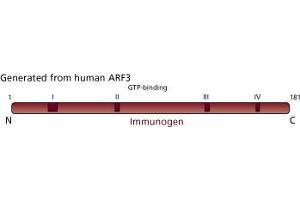 Image no. 2 for anti-ADP-Ribosylation Factor 3 (ARF3) (AA 1-181) antibody (ABIN968175) (ARF3 antibody  (AA 1-181))